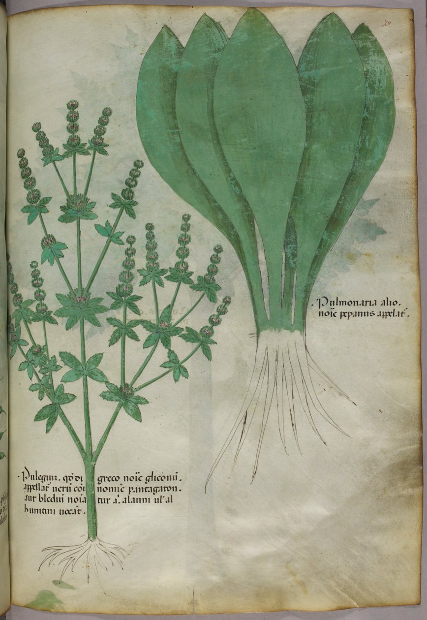 Botanická ilustrace, asi 1440 (tuš a barva na pergamenu) od Italian School