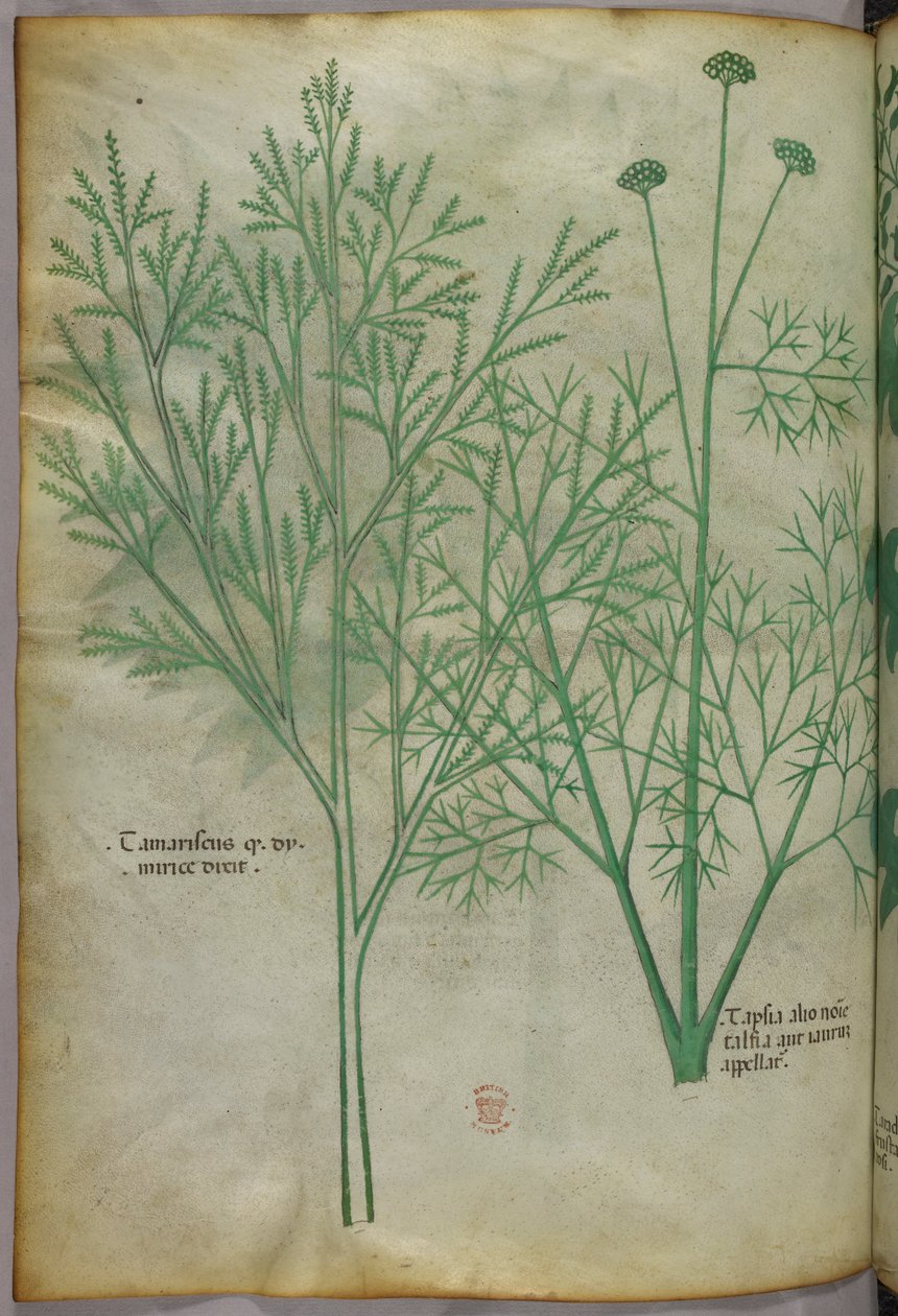 Botanická ilustrace, asi 1440 (tuš a barva na pergamenu) od Italian School