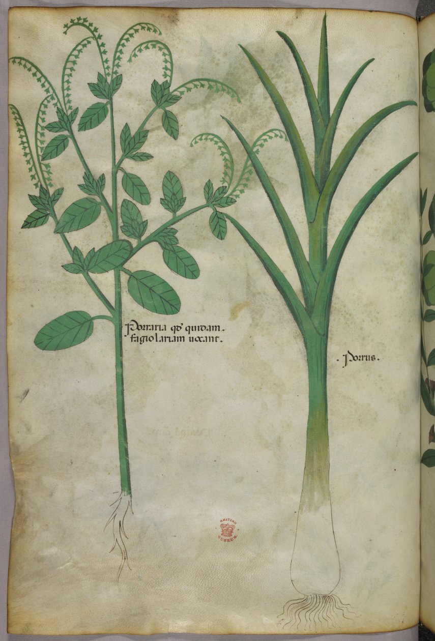 Botanická ilustrace, asi 1440 (tuš a barva na pergamenu) od Italian School