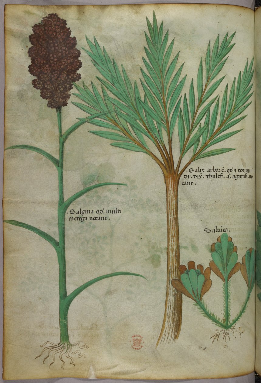 Botanická ilustrace, asi 1440 (tuš a barva na pergamenu) od Italian School