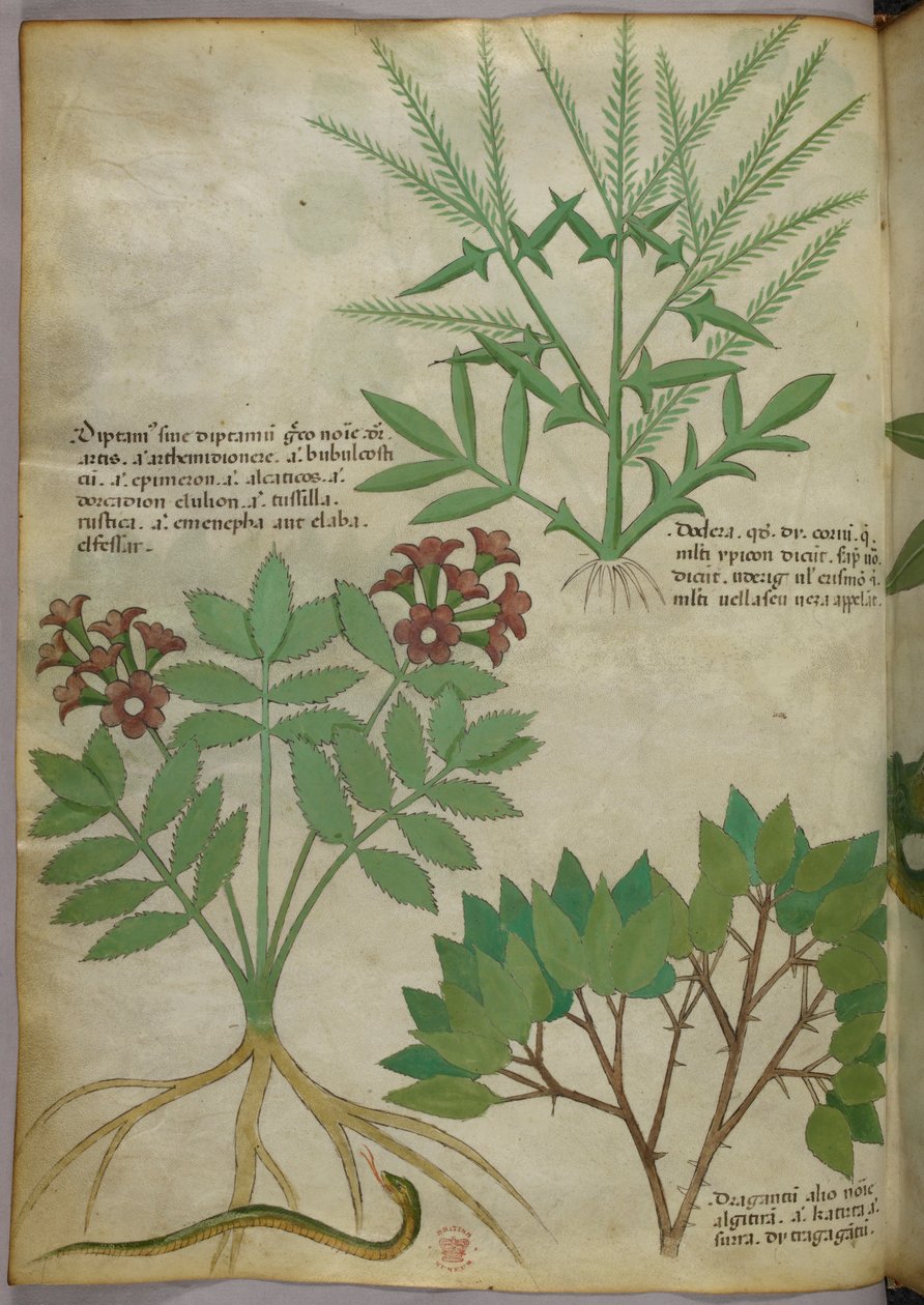 Botanická ilustrace, asi 1440 (tuš a barva na pergamenu) od Italian School