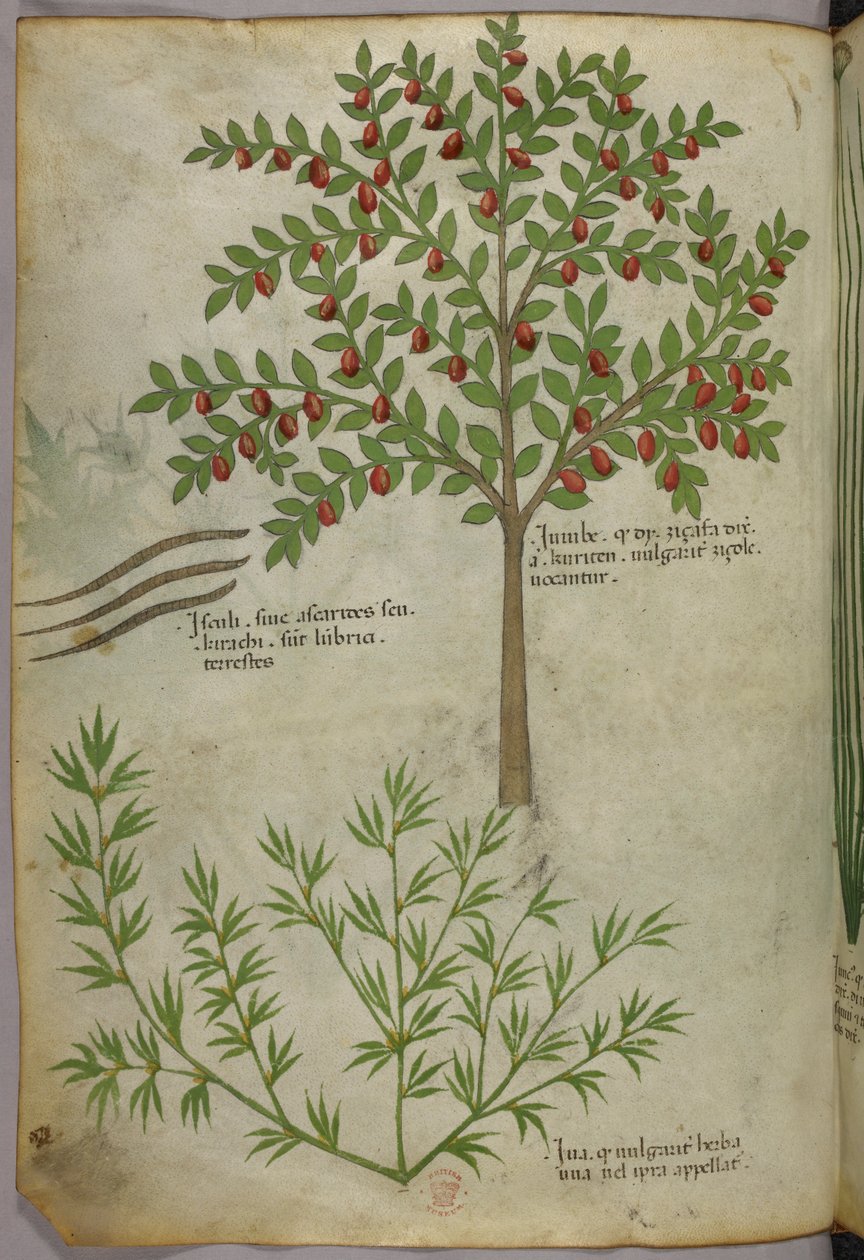 Botanická ilustrace, asi 1440 (tuš a barva na pergamenu) od Italian School