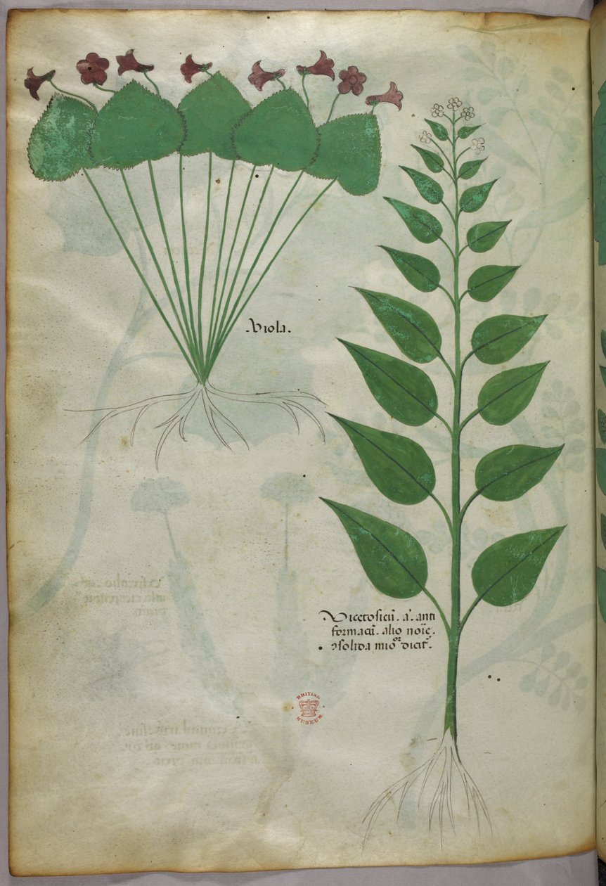 Botanická ilustrace, asi 1440 (tuš a barva na pergamenu) od Italian School