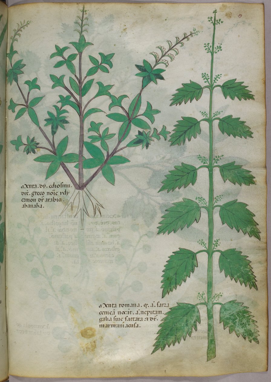Botanická ilustrace, asi 1440 (tuš a barva na pergamenu) od Italian School