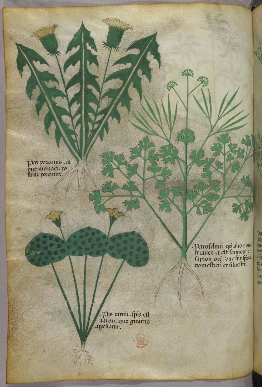 Botanická ilustrace, asi 1440 (tuš a barva na pergamenu) od Italian School