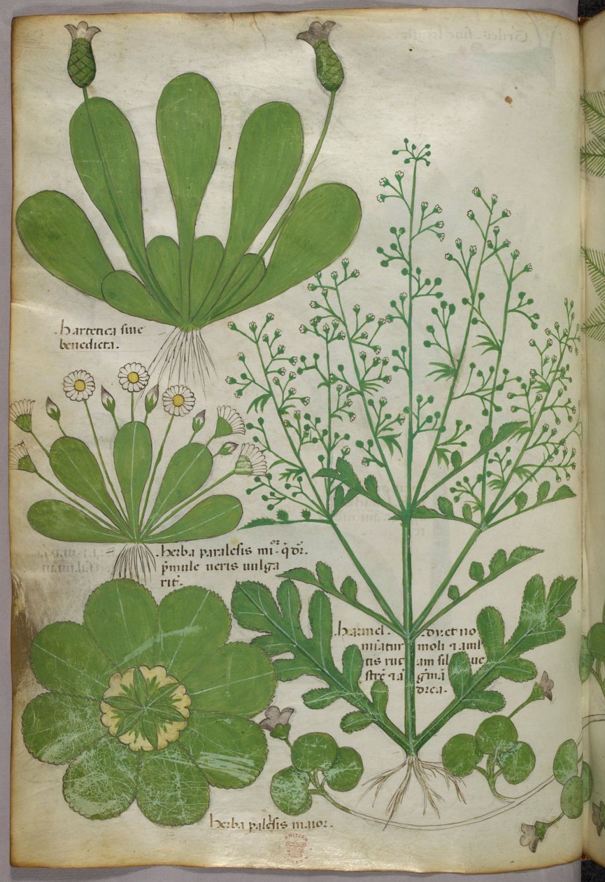 Botanická ilustrace, asi 1440 (tuš a barva na pergamenu) od Italian School