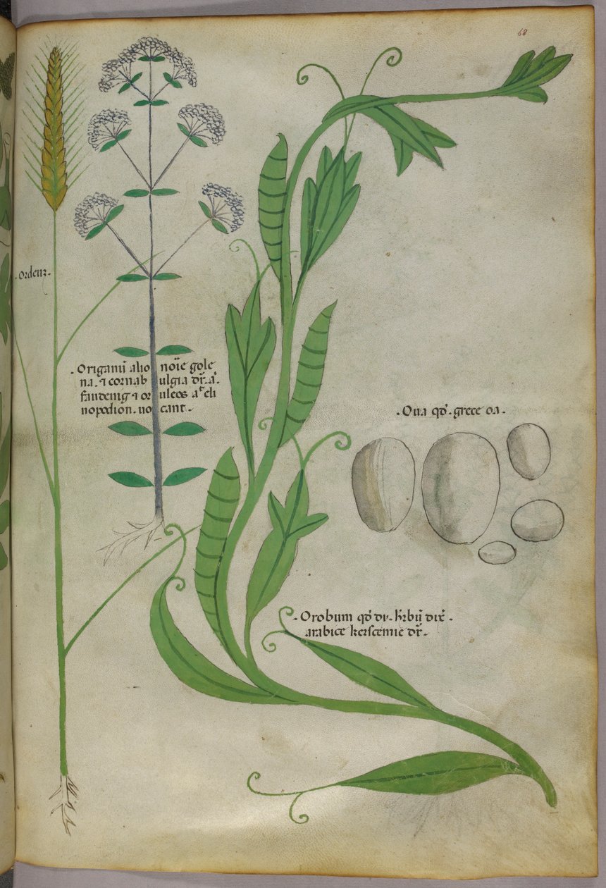 Botanická ilustrace, asi 1440 (tuš a barva na pergamenu) od Italian School