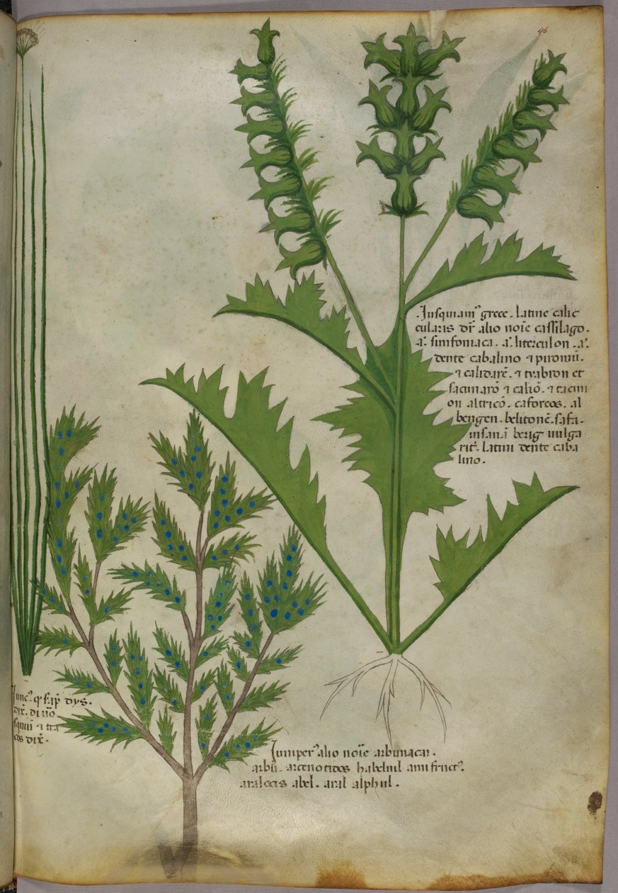 Botanická ilustrace, asi 1440 (tuš a barva na pergamenu) od Italian School