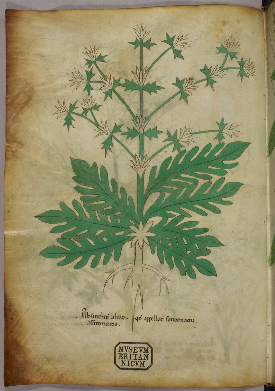 Botanická ilustrace, asi 1440 (tuš a barva na pergamenu) od Italian School