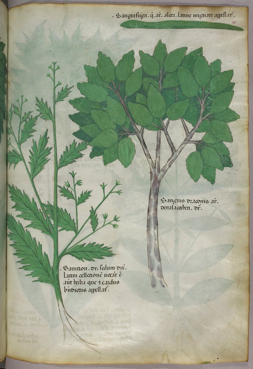 Botanická ilustrace, asi 1440 (tuš a barva na pergamenu) od Italian School