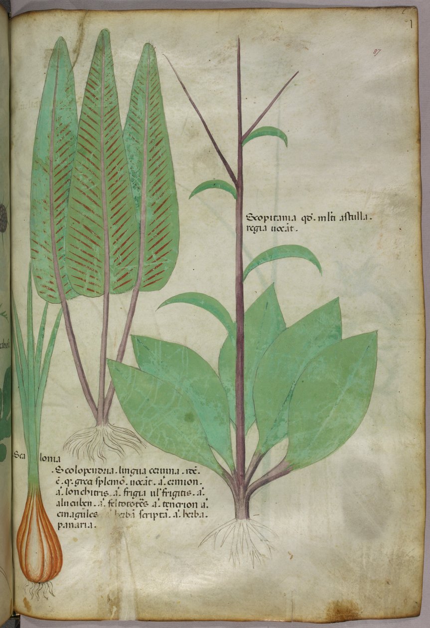 Botanická ilustrace, asi 1440 (tuš a barva na pergamenu) od Italian School