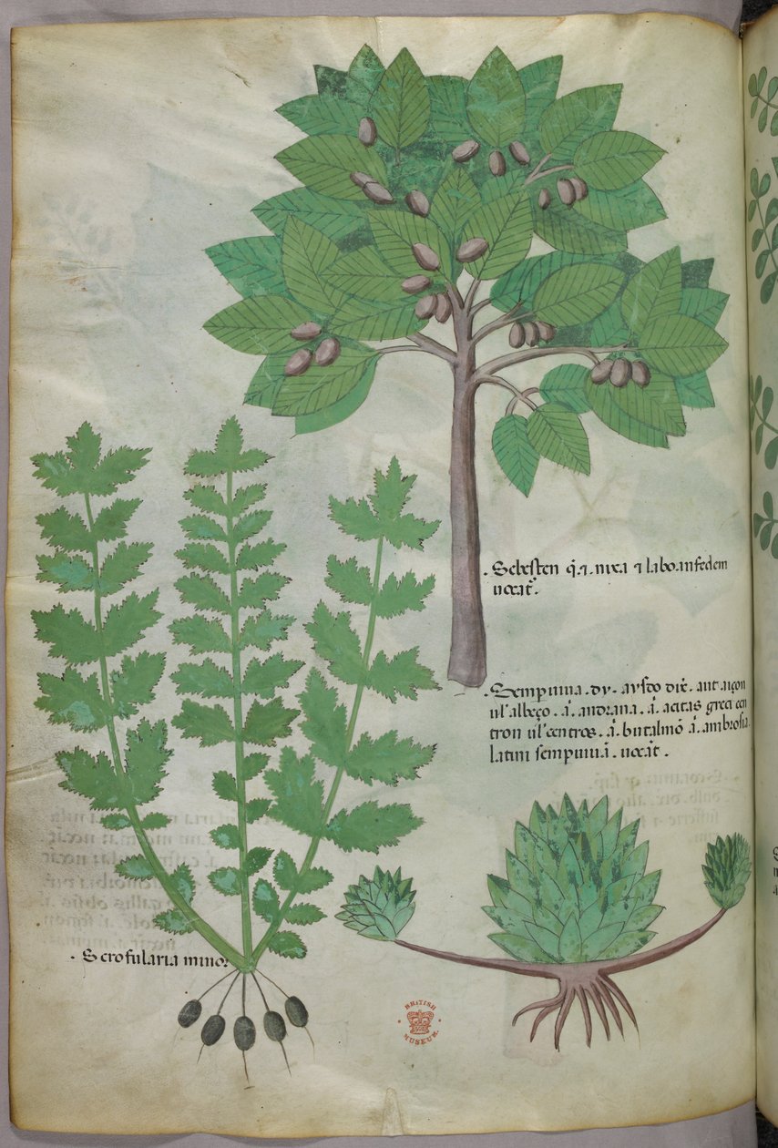 Botanická ilustrace, asi 1440 (tuš a barva na pergamenu) od Italian School