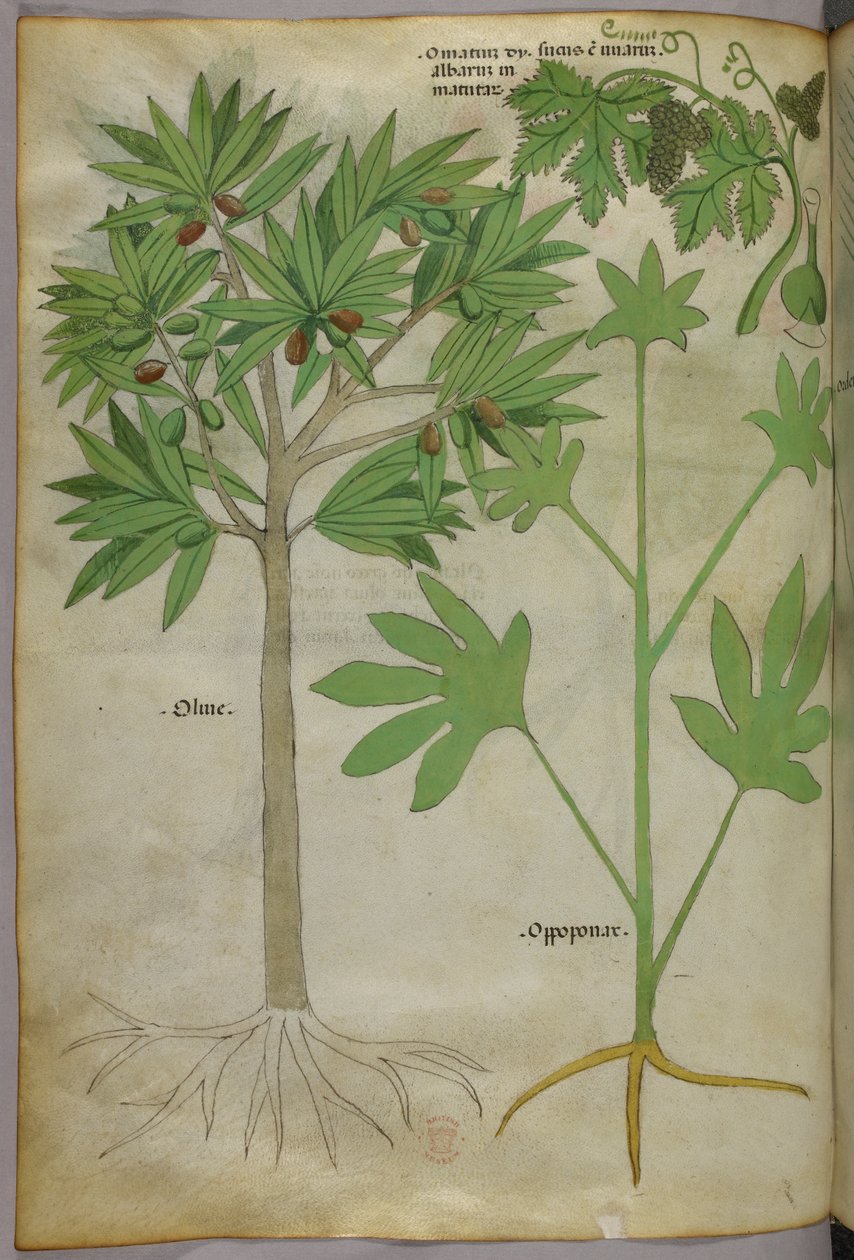 Botanická ilustrace, asi 1440 (tuš a barva na pergamenu) od Italian School