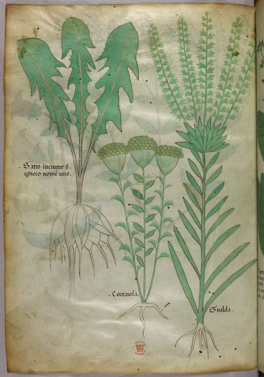 Botanická ilustrace, asi 1440 (tuš a barva na pergamenu) od Italian School