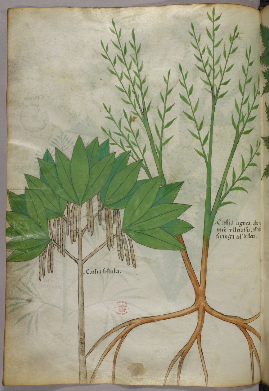 Botanická ilustrace, asi 1440 (tuš a barva na pergamenu) od Italian School
