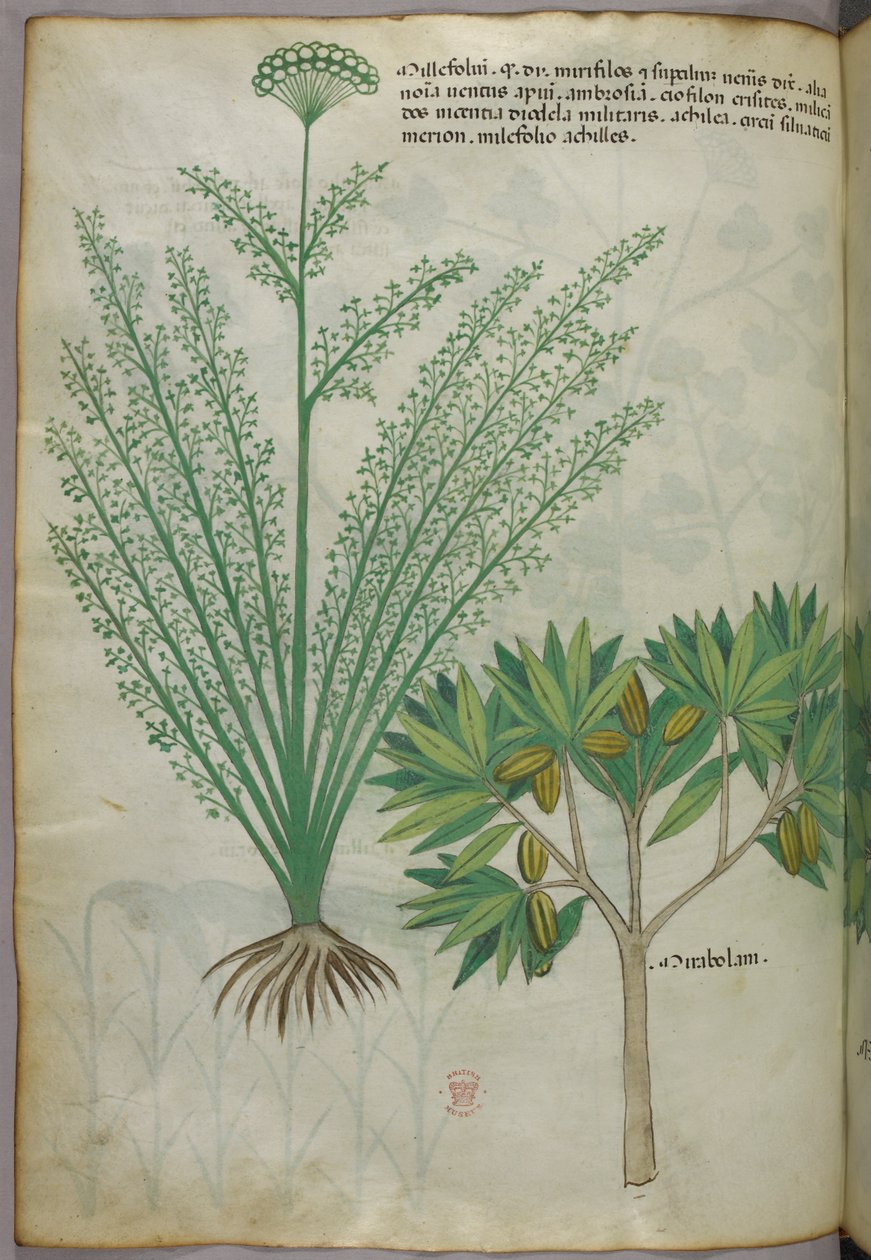 Botanická ilustrace, asi 1440 (tuš a barva na pergamenu) od Italian School