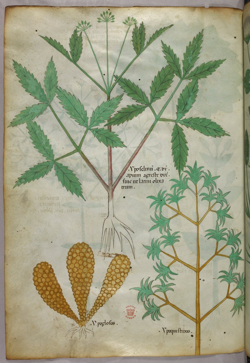 Botanická ilustrace, asi 1440 (tuš a barva na pergamenu) od Italian School