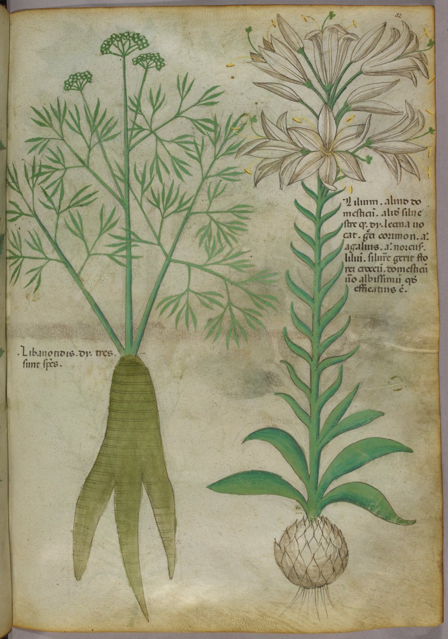 Botanická ilustrace, asi 1440 (tuš a barva na pergamenu) od Italian School