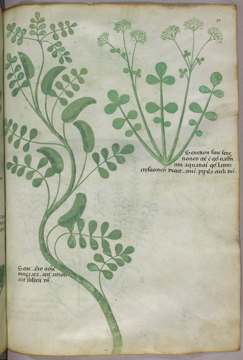 Botanická ilustrace, asi 1440 (tuš a barva na pergamenu) od Italian School