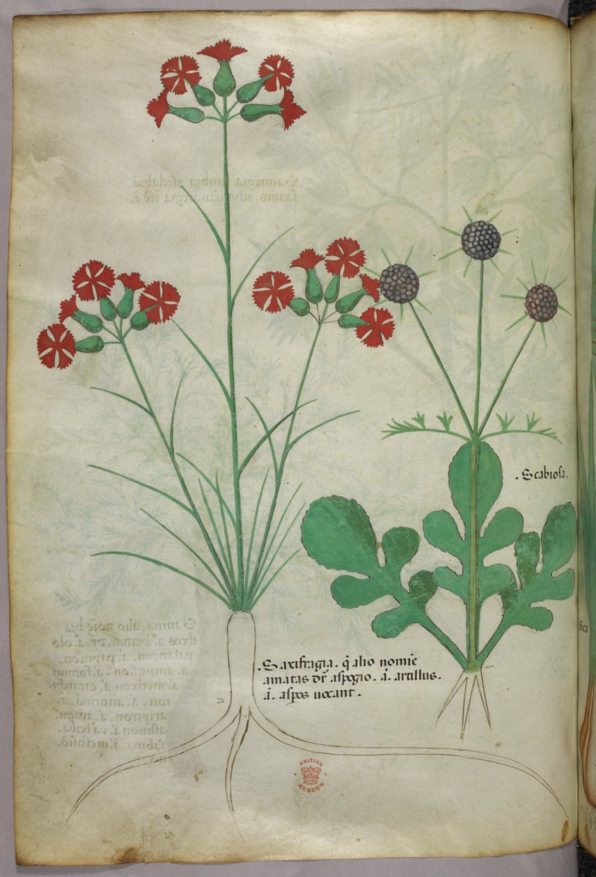 Botanická ilustrace, asi 1440 (tuš a barva na pergamenu) od Italian School