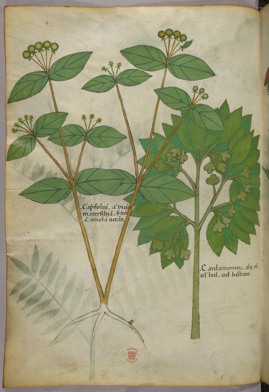 Botanická ilustrace, asi 1440 (tuš a barva na pergamenu) od Italian School