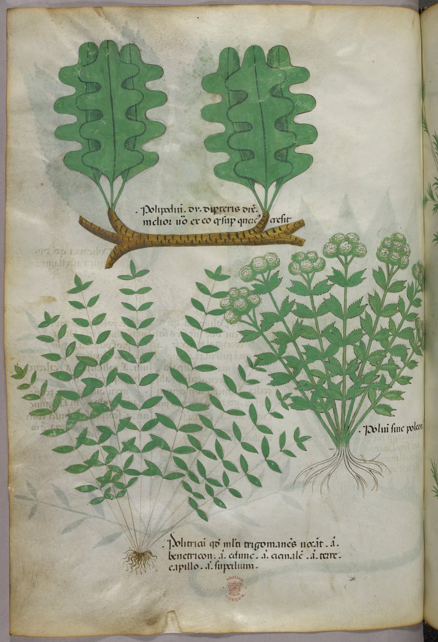 Botanická ilustrace, asi 1440 (tuš a barva na pergamenu) od Italian School