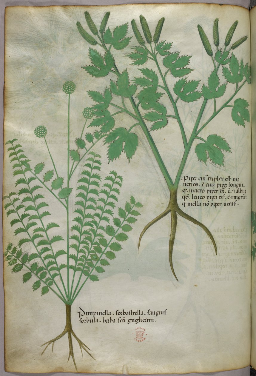 Botanická ilustrace, asi 1440 (tuš a barva na pergamenu) od Italian School
