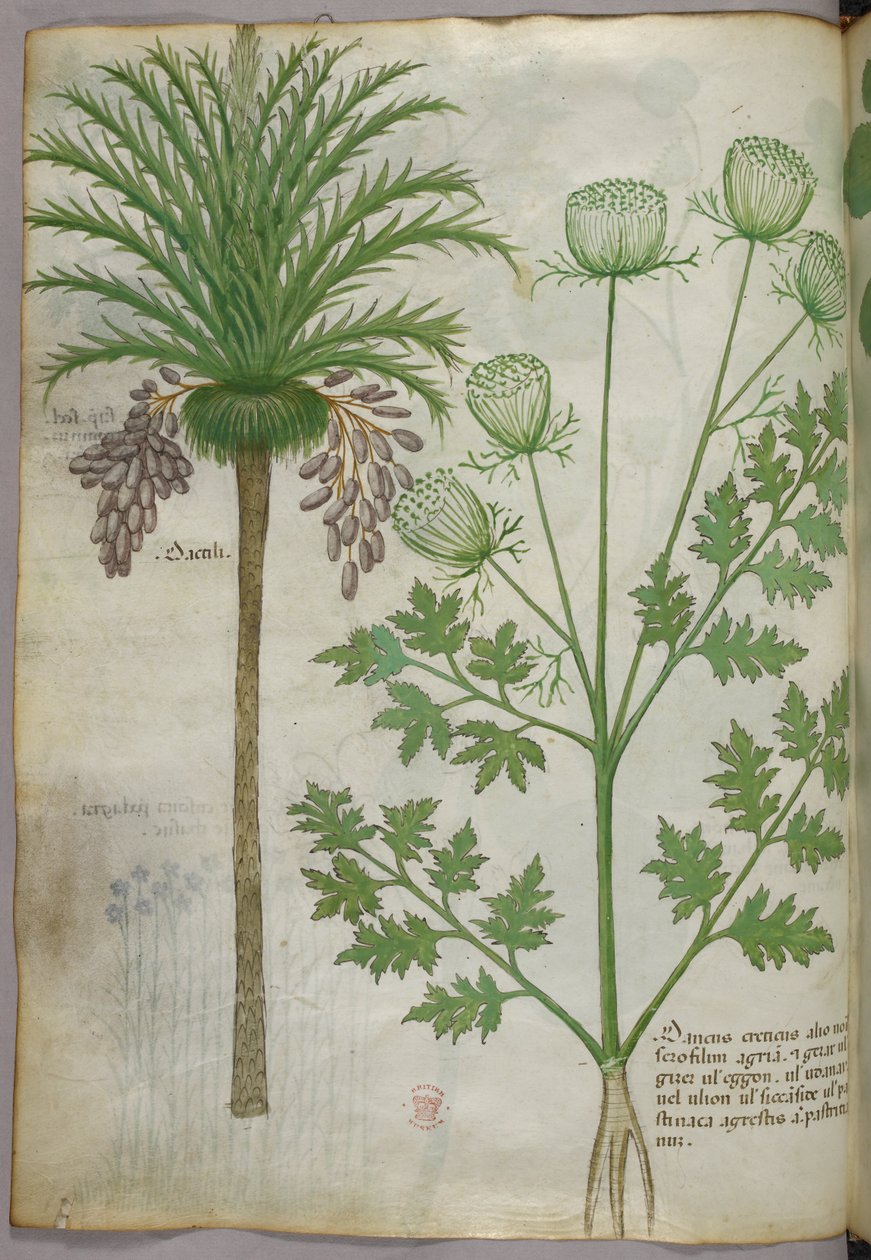 Botanická ilustrace, asi 1440 (tuš a barva na pergamenu) od Italian School
