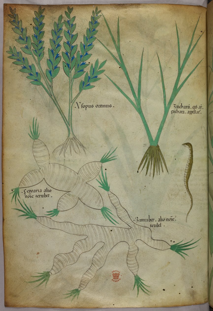 Botanická ilustrace, asi 1440 (tuš a barva na pergamenu) od Italian School