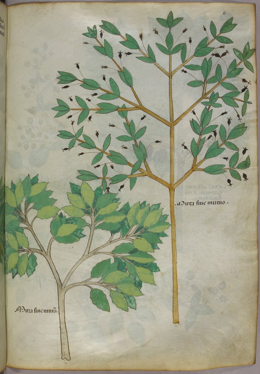 Botanická ilustrace, asi 1440 (tuš a barva na pergamenu) od Italian School
