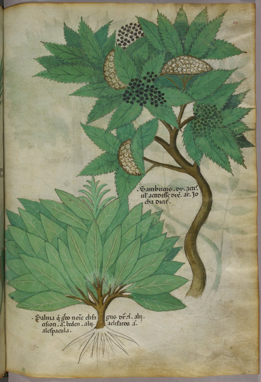 Botanická ilustrace, asi 1440 (tuš a barva na pergamenu) od Italian School