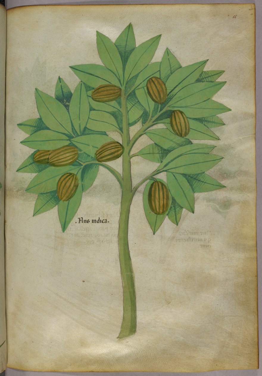 Botanická ilustrace, asi 1440 (tuš a barva na pergamenu) od Italian School