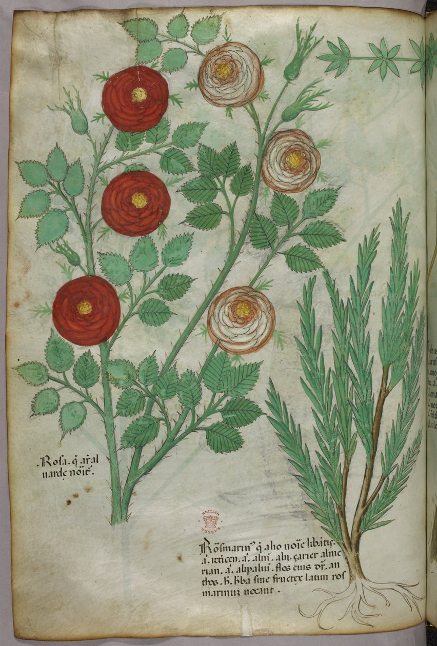Botanická ilustrace, asi 1440 (tuš a barva na pergamenu) od Italian School