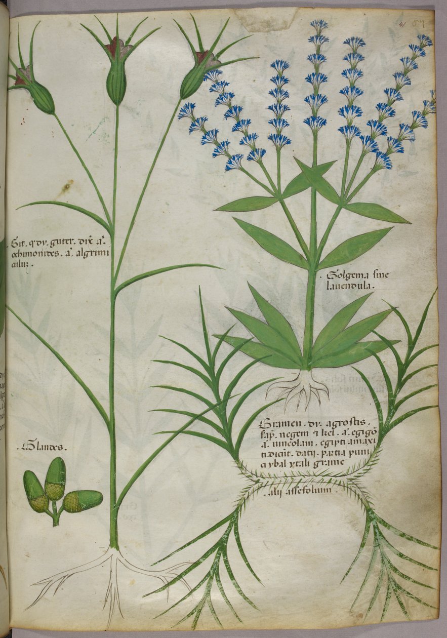 Botanická ilustrace, asi 1440 (pergamen), asi 1440 (tuš a barva na pergamenu) od Italian School