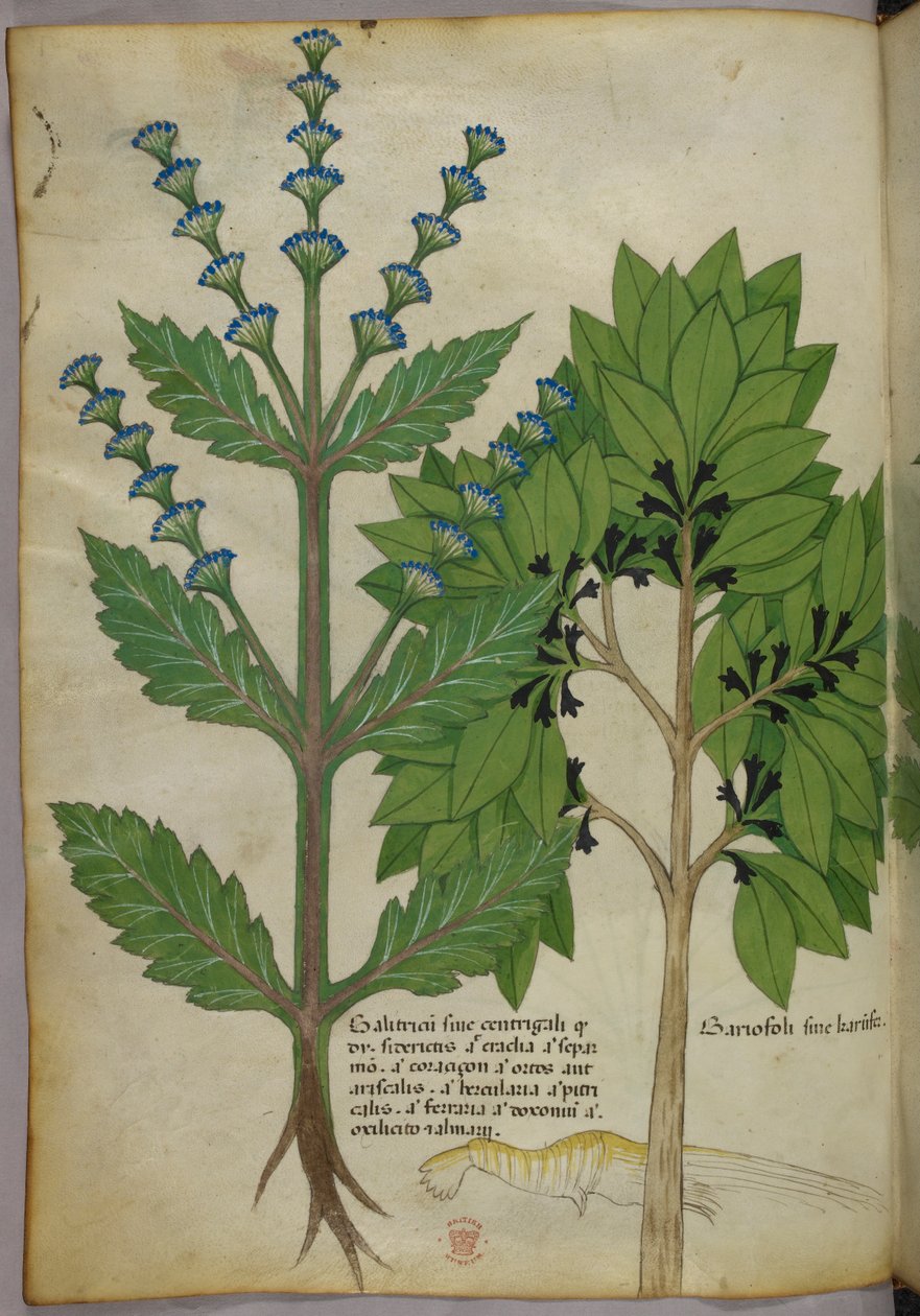 Botanická ilustrace z Herbal, Tractatus de Herbis, Sloane 4016 f.39v, asi 1440 (tuš a barva na pergamenu) od Italian School