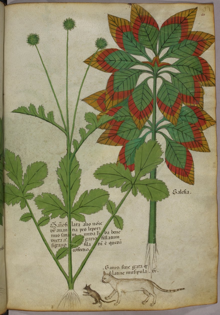 Botanická ilustrace, z Herbal, Tractatus de Herbis, Sloane 4016 f.40r, asi 1440, asi 1440 (tuš a barva na pergamenu) od Italian School
