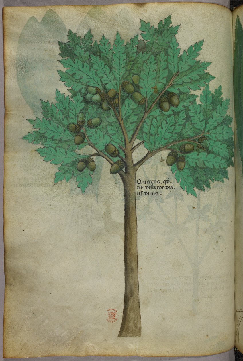 Botanická ilustrace ořešáku, asi 1440 (tuš a barva na pergamenu) od Italian School