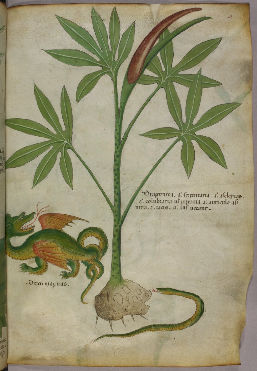 Botanická ilustrace rostliny, draka a hada, asi 1440 (tuš a barva na pergamenu) od Italian School