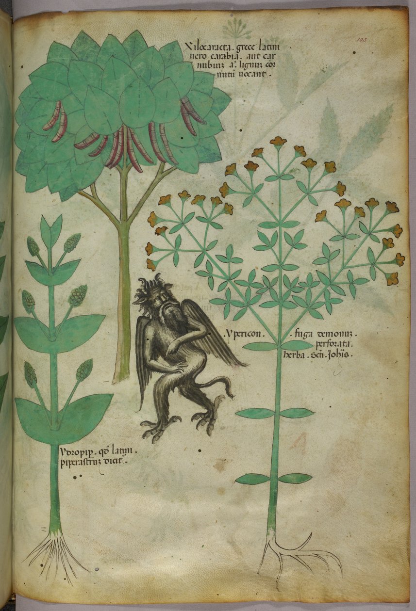 Botanická ilustrace rostliny a démona; bylina Ypericon má odpuzovat démony, asi 1440 (tuš a barva na pergamenu) od Italian School