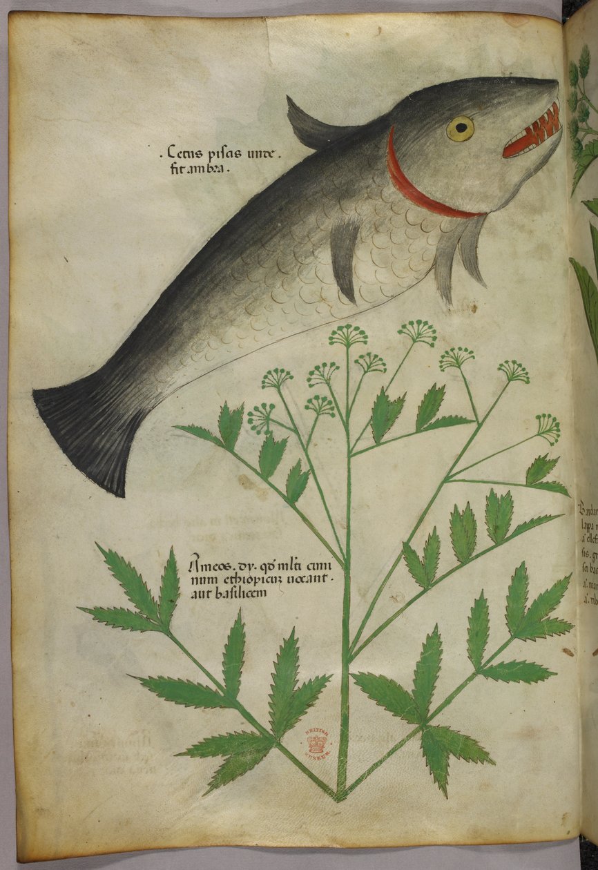 Botanická ilustrace rostliny a ryby, asi 1440 (tuš a barva na pergamenu) od Italian School