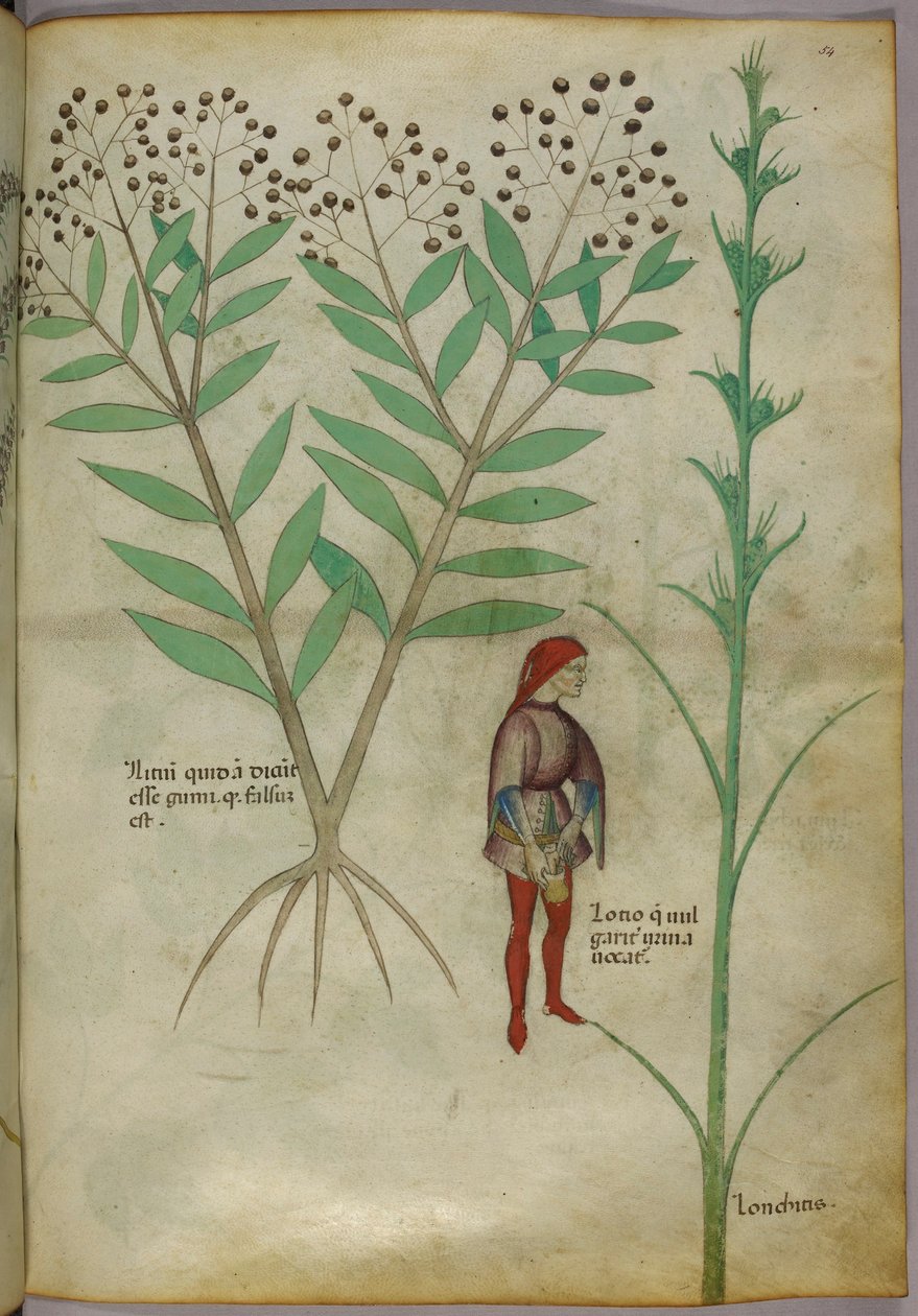 Botanická ilustrace rostliny a muže močícího do květináče, cca 1440 (inkoust a barva na papíře) od Italian School