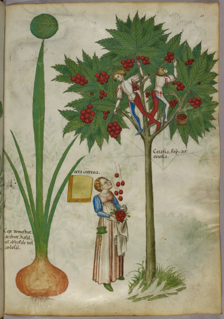 Botanická ilustrace rostliny a chlapců stojících ve větvích ovocného stromu, kteří sbírají plody a házejí je dolů ženě stojící dole, asi 1440 (tuš a barva na pergamenu) od Italian School