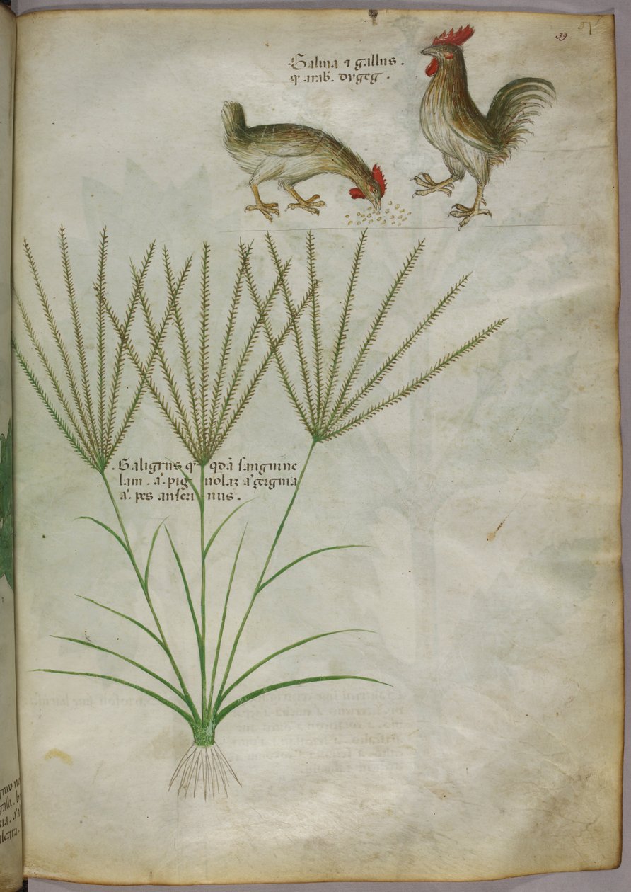 Botanická ilustrace rostliny a dvou kohoutů, asi 1440 (tuš a barva na pergamenu) od Italian School