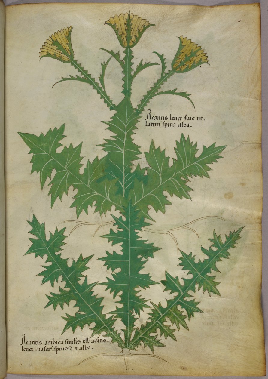 Botanická ilustrace rostliny, asi 1440 (tuš a barva na pergamenu) od Italian School