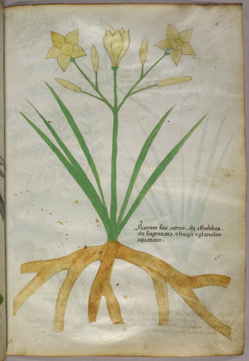 Botanická ilustrace rostliny, asi 1440 (tuš a barva na pergamenu) od Italian School