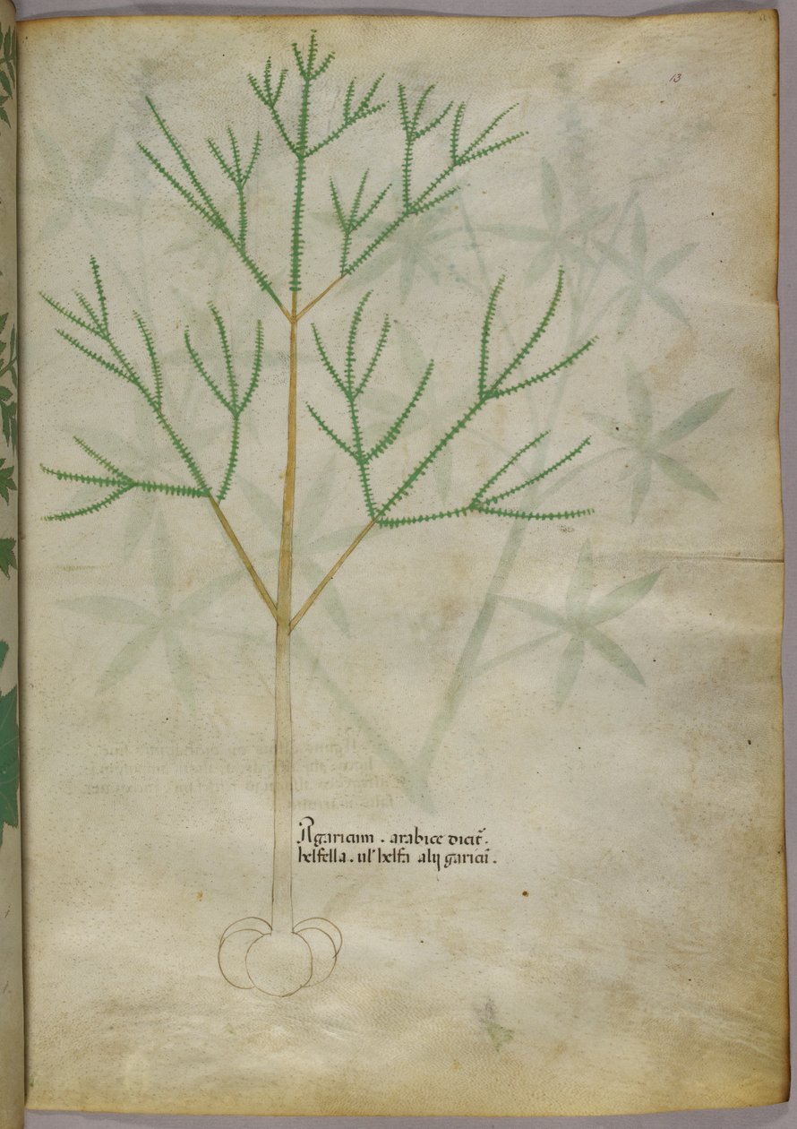 Botanická ilustrace rostliny, asi 1440 (tuš a barva na pergamenu) od Italian School