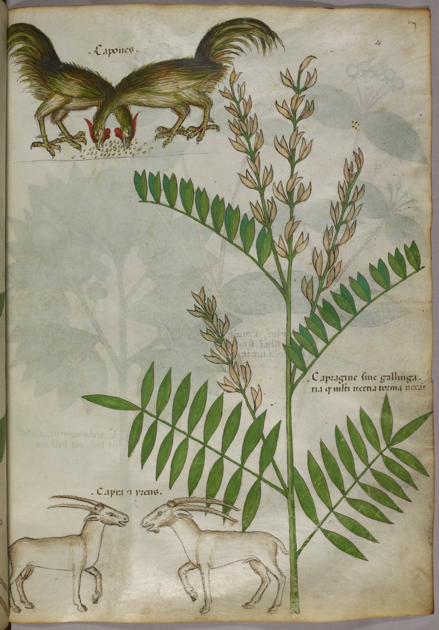 Botanická ilustrace rostliny, dvou koz a dvou ptáků, asi 1440 (tuš a barva na pergamenu) od Italian School