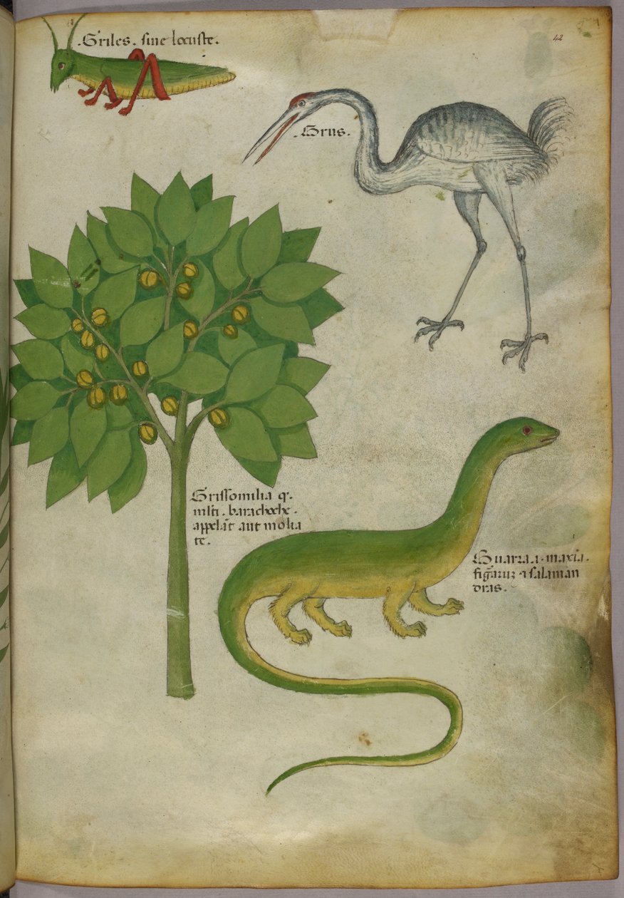 Botanická ilustrace rostliny s cvrčkem, jeřábem a salamandrem, asi 1440 (tuš a barva na pergamenu) od Italian School