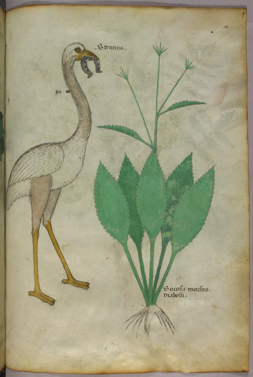 Botanická ilustrace rostliny s ptákem podobným plameňákovi, asi 1440 (tuš a barva na pergamenu) od Italian School