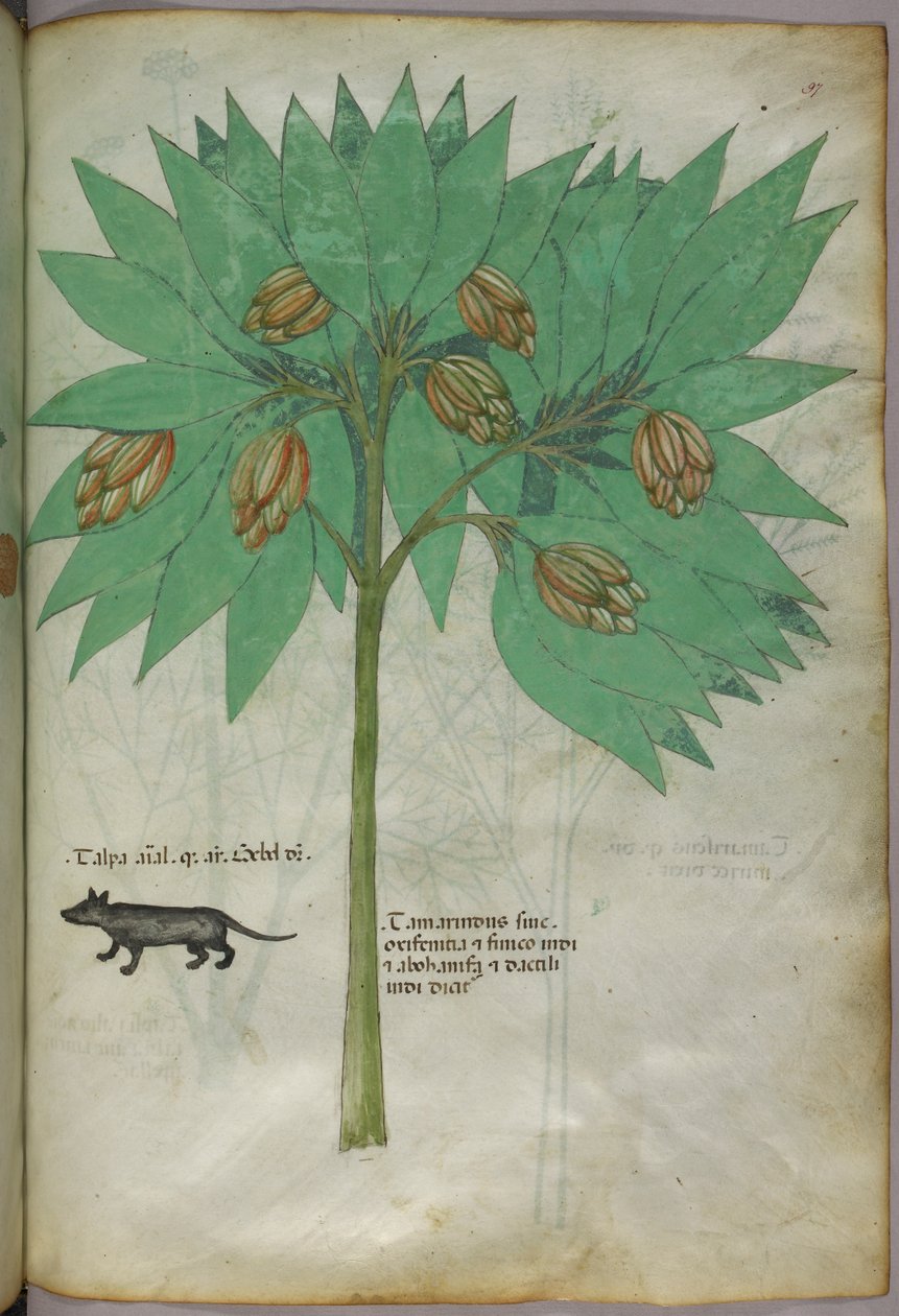 Botanická ilustrace rostliny se zvířetem, asi 1440 (tuš a barva na pergamenu) od Italian School